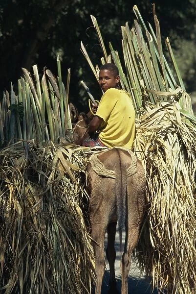 Boy on mule carrying palm branches, Dominican Republic, West Indies, Caribbean