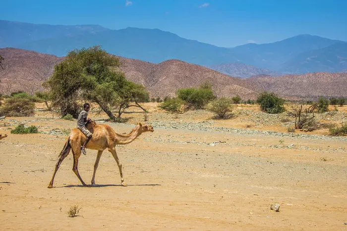 Framed Print : Boy riding on a camel in the lowlands of Eritrea, Africa Framed Print : Boy riding on a camel in the lowlands of Eritrea, Africa