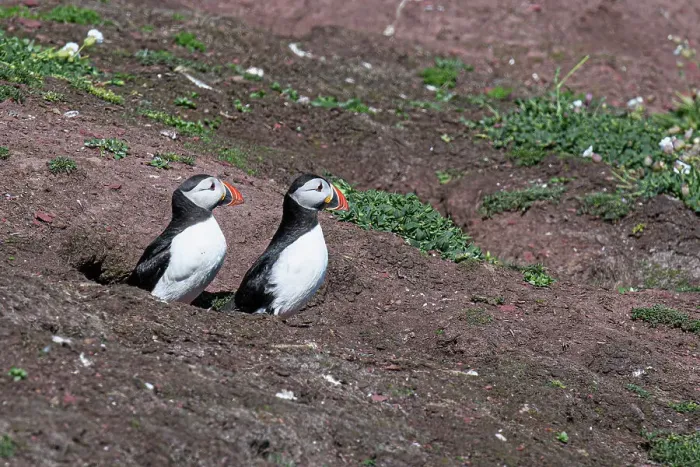 Framed Print : Brace of Atlantic Puffins, United Kingdom, Europe Framed Print : Brace of Atlantic Puffins, United Kingdom, Europe