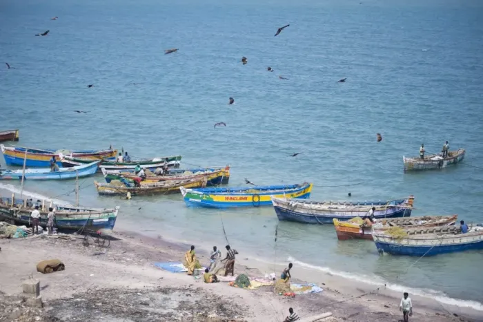Framed Print : Brahmin kites soar over the boats as the mornings catch of fish is unloaded Framed Print : Brahmin kites soar over the boats as the mornings catch of fish is unloaded