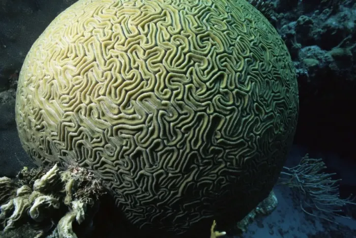 Framed Print : Brain coral Framed Print : Brain coral