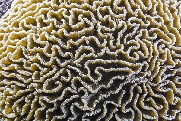 Brain coral at night on Sebayur Island, Komodo Island National Park, Indonesia, Southeast Asia, Asia