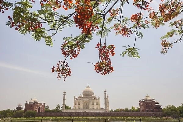 Branches of a flowering tree with red flowers frame the Taj Mahal symbol of Islam in India
