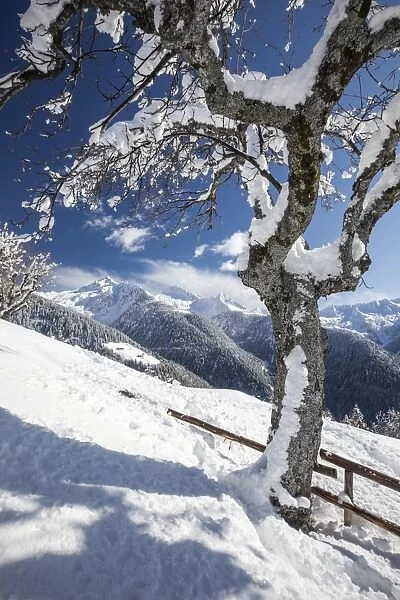 The branches of a solitary tree covered in snow and the mountain range of the Alps in the background, Albaredo, Lombardy, Italy, Europe