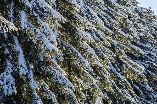 Branches of trees covered with snow after a heavy snowfall, Gerola Valley, Valtellina