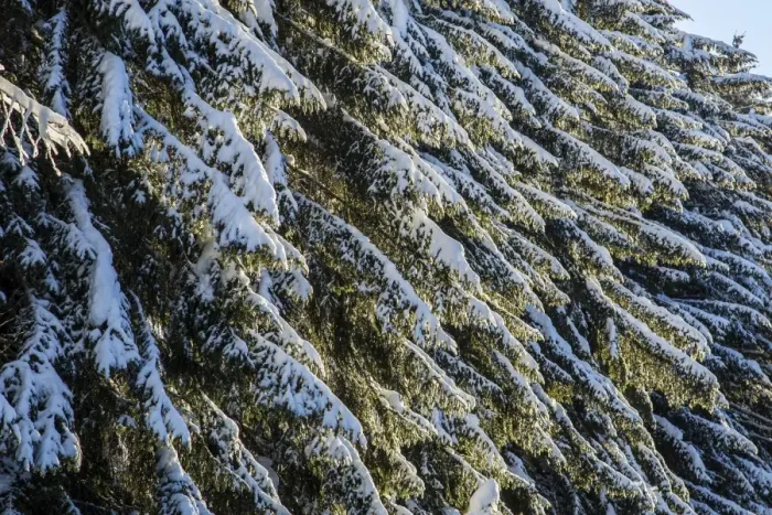 Framed Print : Branches of trees covered with snow after a heavy snowfall, Gerola Valley, Valtellina Framed Print : Branches of trees covered with snow after a heavy snowfall, Gerola Valley, Valtellina