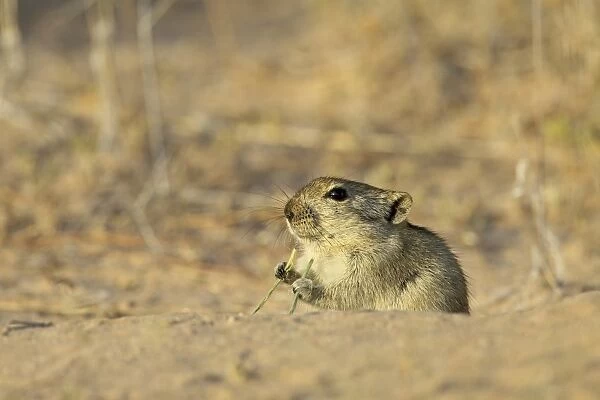 Brants whistling rat (Parotomys brantsii), Kgalagadi Transfrontier Park