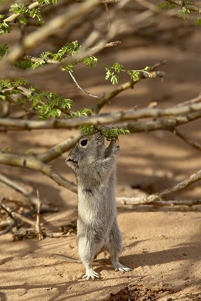 Brants whistling rat (Parotomys brantsii) feeding, Kgalagadi Transfrontier Park