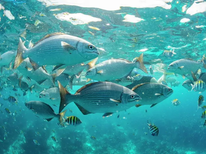 Framed Print : Brassy chubs (Kyphosus vaigiensis), being fed by boat operators inside the Mesoamerican Barrier Reef, Belize