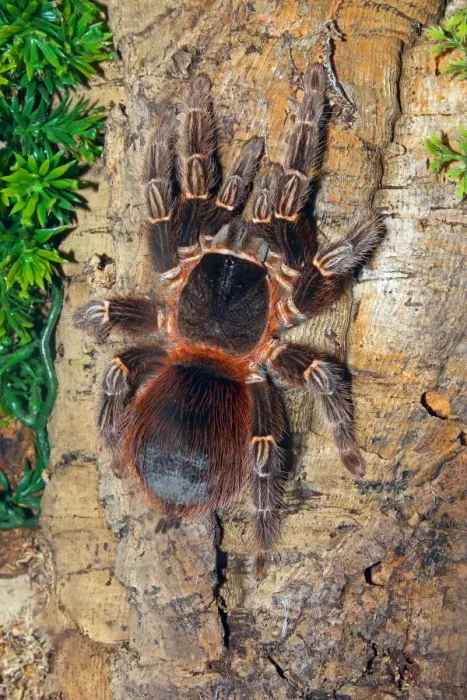 Framed Print : Brazilian Fire Red, one of the biggest tarantula giants, Brazil, South America Framed Print : Brazilian Fire Red, one of the biggest tarantula giants, Brazil, South America