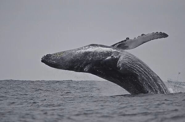Breaching humpback whale (Megaptera novaeangliae), Ecuador, South America