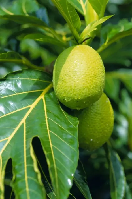 Framed Print : Breadfruit Framed Print : Breadfruit