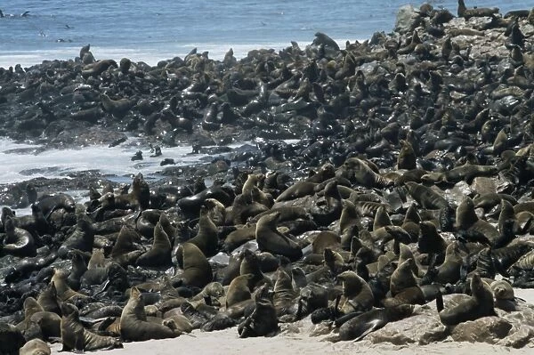 Breeding colony of Cape fur seals (Arctocephalus pusillus)