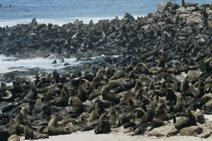 Framed Print : Breeding colony of Cape fur seals (Arctocephalus pusillus) Framed Print : Breeding colony of Cape fur seals (Arctocephalus pusillus)