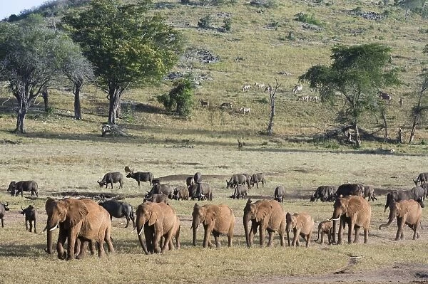 A breeding herd of African elephants (Loxodonta africana) walking on a plain to reach a waterhole