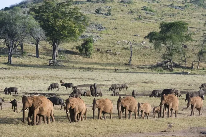 Framed Print : A breeding herd of African elephants (Loxodonta africana) walking on a plain to reach a waterhole Framed Print : A breeding herd of African elephants (Loxodonta africana) walking on a plain to reach a waterhole