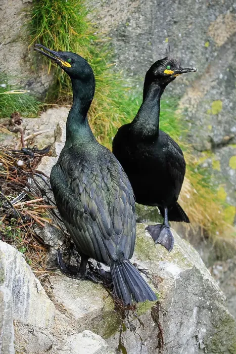 Framed Print : Breeding pair of Shags (Gulosus aristotelis) by their nest on cliffs at Braes peninsula, a red listed bird, The Braes, Portree, Skye, Inner Hebrides, Scotland, United Kingdom, Europe Framed Print : Breeding pair of Shags (Gulosus aristotelis) by their nest on cliffs at Braes peninsula, a red listed bird, The Braes, Portree, Skye, Inner Hebrides, Scotland, United Kingdom, Europe