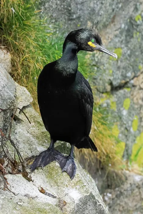 Framed Print : A breeding Shag (Gulosus aristotelis) by its nest on cliffs at Braes peninsula, a red listed bird, The Braes, Portree, Skye, Inner Hebrides, Scotland, United Kingdom, Europe Framed Print : A breeding Shag (Gulosus aristotelis) by its nest on cliffs at Braes peninsula, a red listed bird, The Braes, Portree, Skye, Inner Hebrides, Scotland, United Kingdom, Europe