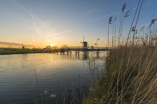 Bridge over the canal with windmills and reeds in the foreground, Kinderdijk, UNESCO