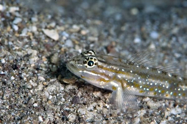 Bridled goby (Coryphopterus glaucofraenum), Dominica, West Indies, Caribbean, Central America