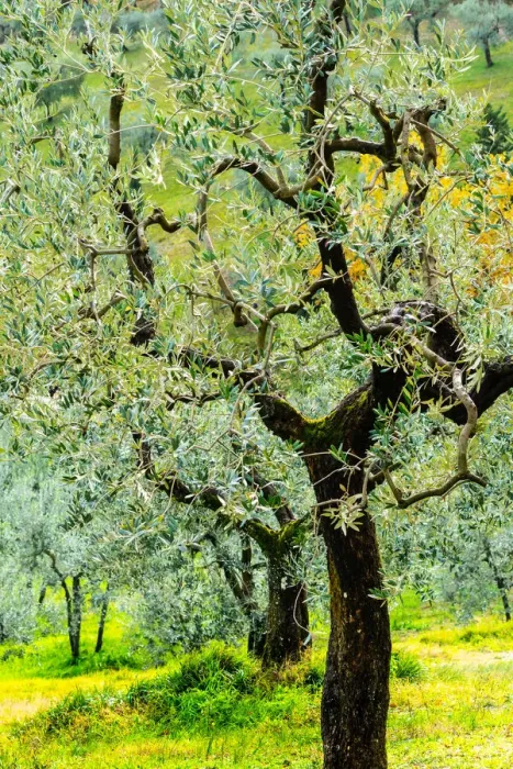 Framed Print : Bright shades of green sunlit olive trees and grass in Autumn after the rain Framed Print : Bright shades of green sunlit olive trees and grass in Autumn after the rain