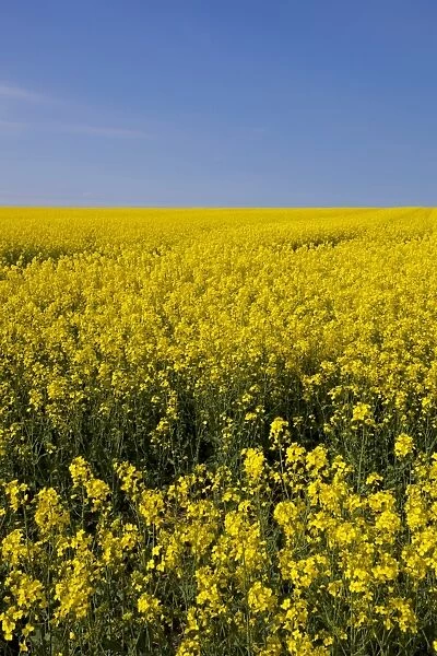A bright yellow field of oilseed rape (rapeseed oil) (Brassica napus) flowers