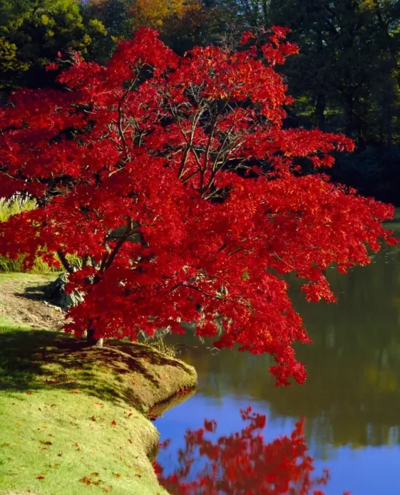 Framed Print : Brilliant red Acer Palmatum Cripsii in autumn, Sheffield Park Gardens, East Sussex Framed Print : Brilliant red Acer Palmatum Cripsii in autumn, Sheffield Park Gardens, East Sussex