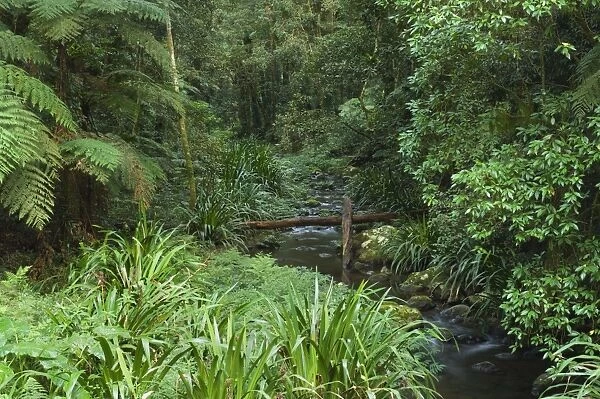 Brindle Creek, Border Ranges National Park, New South Wales, Australia, Pacific