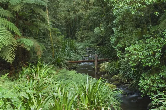 Framed Print : Brindle Creek, Border Ranges National Park, New South Wales, Australia, Pacific Framed Print : Brindle Creek, Border Ranges National Park, New South Wales, Australia, Pacific