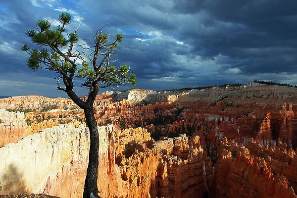 Bristlecone pine tree near Sunset Point, Bryce Canyon, Utah, United States of America, North America