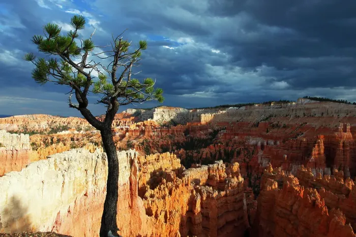 Framed Print : Bristlecone pine tree near Sunset Point, Bryce Canyon, Utah, United States of America, North America Framed Print : Bristlecone pine tree near Sunset Point, Bryce Canyon, Utah, United States of America, North America