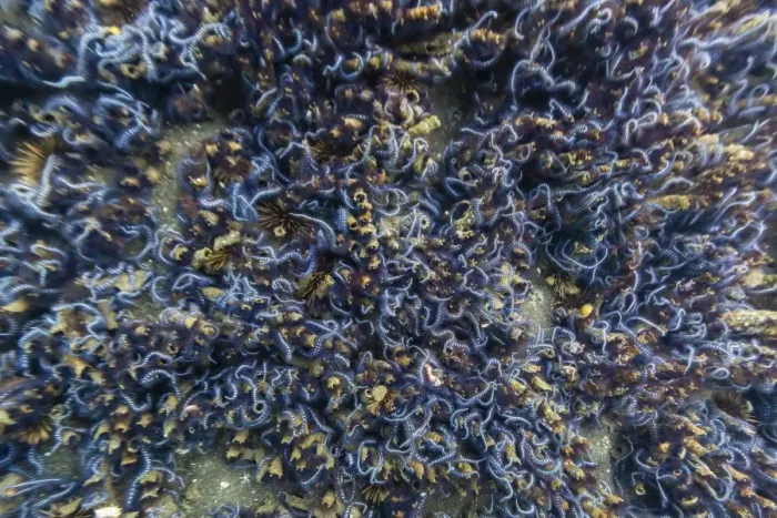 Framed Print : Brittle stars massing by the hundreds in possible reproduction event at Tagus Cove, Isabela Island, Galapagos Islands, Ecuador, South America Framed Print : Brittle stars massing by the hundreds in possible reproduction event at Tagus Cove, Isabela Island, Galapagos Islands, Ecuador, South America