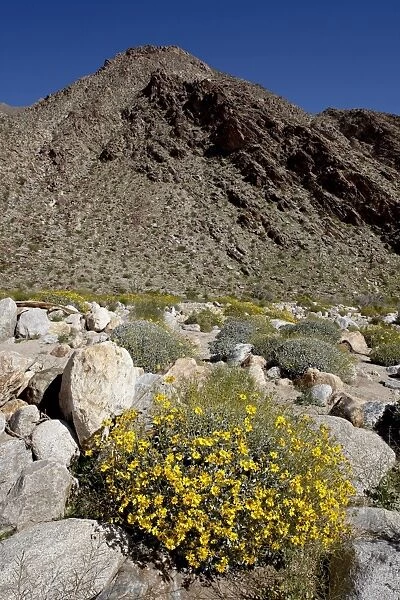 Brittlebush (Encilia farinosa) in Borrego Palm Canyon, Anza-Borrego Desert State Park