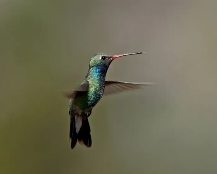 Framed Print : Broad-billed hummingbird (Cynanthus latirostris) hovering, Patagonia, Arizona Framed Print : Broad-billed hummingbird (Cynanthus latirostris) hovering, Patagonia, Arizona