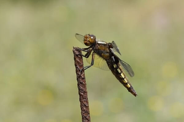 Broad-bodied chaser dragonfly (Libellula depressa) female, hunting from rusted metal fence post, Lesbos, Greece
