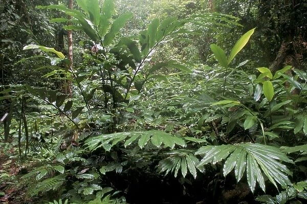 Broad leaved plants and ferns grow at base of dipterocarp rainforest