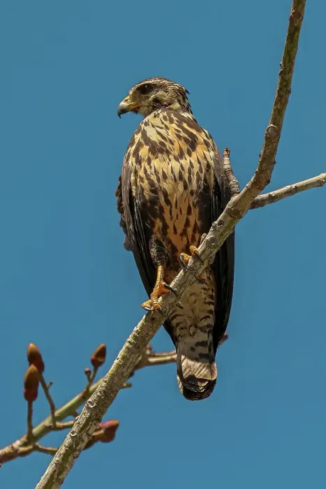 Framed Print : Broad-winged hawk (Buteo platypterus) small raptor, common in the Americas as far south as Brazil, Playa Garza, Nosara, Guanacaste, Costa Rica Framed Print : Broad-winged hawk (Buteo platypterus) small raptor, common in the Americas as far south as Brazil, Playa Garza, Nosara, Guanacaste, Costa Rica
