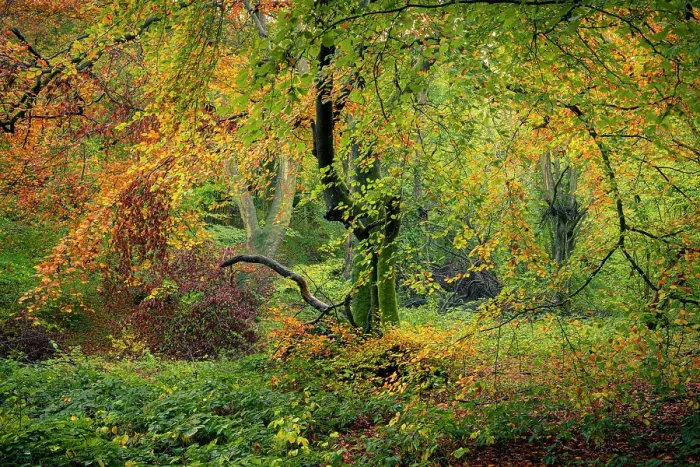 Framed Print : Broadleaved woodland in autumn, United Kingdom, Europe Framed Print : Broadleaved woodland in autumn, United Kingdom, Europe