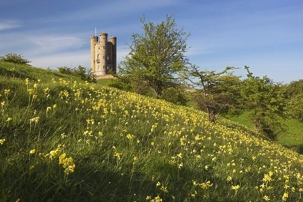 Broadway Tower with cowslips, Broadway, Worcestershire, England, United Kingdom, Europe