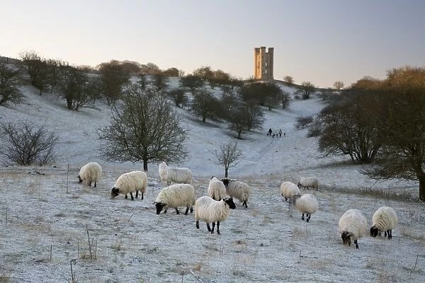 Broadway Tower and sheep in morning frost, Broadway, Cotswolds, Worcestershire, England