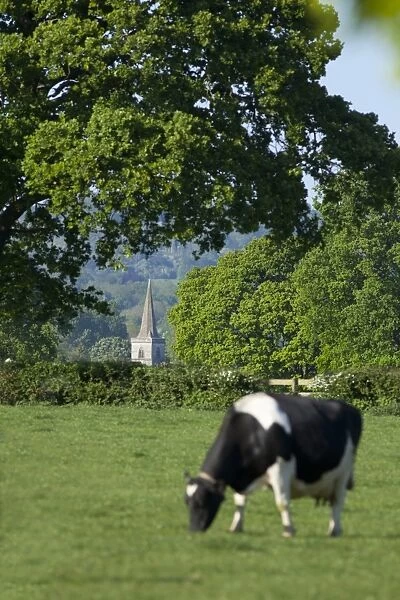 Brockham church spire across fields, Surrey Hills, Surrey, England, United Kingdom