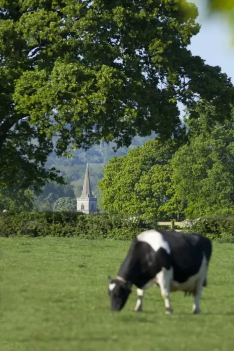Framed Print : Brockham church spire across fields, Surrey Hills, Surrey, England, United Kingdom Framed Print : Brockham church spire across fields, Surrey Hills, Surrey, England, United Kingdom