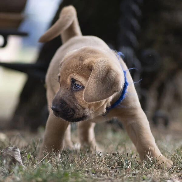Broholmer breed young puppy dog with a blue collar, Italy, Europe