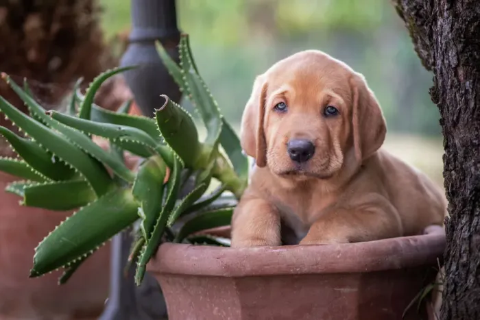 Framed Print : A Broholmer puppy climbing in a vase with an Agave, Italy, Europe Framed Print : A Broholmer puppy climbing in a vase with an Agave, Italy, Europe