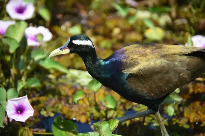 Framed Print : Bronze-winged jacana (metopidius indicus) in its natural habitat, Poovar island, Kerala, India, Asia Framed Print : Bronze-winged jacana (metopidius indicus) in its natural habitat, Poovar island, Kerala, India, Asia