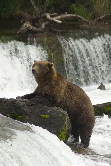 Framed Print : Brown bear, Brooks Camp, Katmai National Park, Alaska, United States of America Framed Print : Brown bear, Brooks Camp, Katmai National Park, Alaska, United States of America