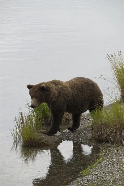 Brown bear at Brooks River, Brooks Camp, Katmai National Park, Alaska, United States of America