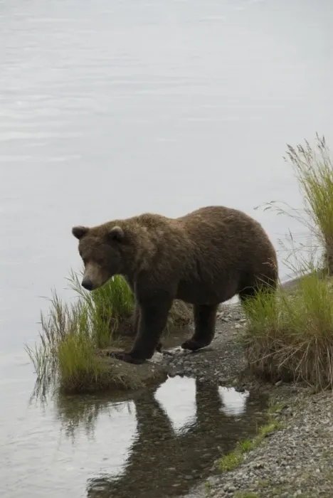 Framed Print : Brown bear at Brooks River, Brooks Camp, Katmai National Park, Alaska, United States of America Framed Print : Brown bear at Brooks River, Brooks Camp, Katmai National Park, Alaska, United States of America