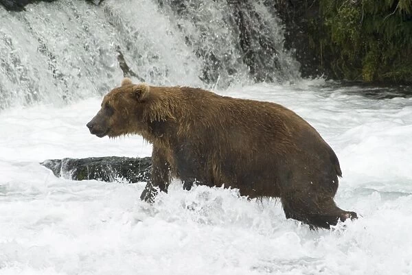 Brown bear fishing for salmon, Brooks Falls, Katmai National Park, Alaska