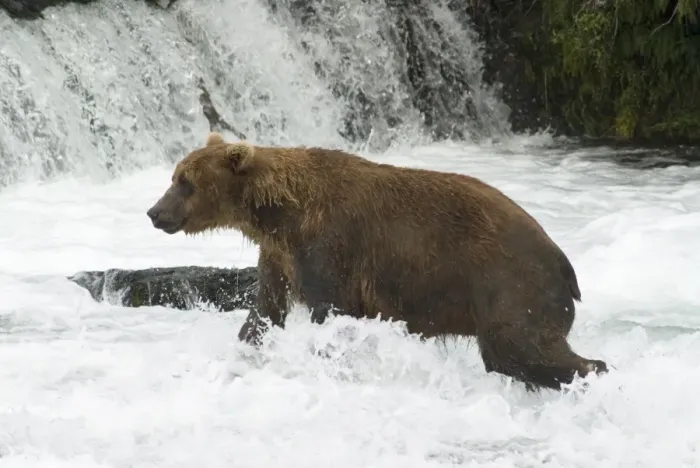 Framed Print : Brown bear fishing for salmon, Brooks Falls, Katmai National Park, Alaska Framed Print : Brown bear fishing for salmon, Brooks Falls, Katmai National Park, Alaska